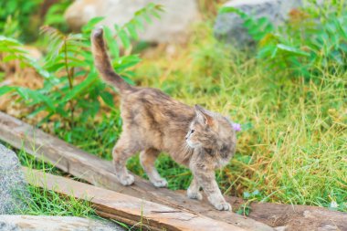 Brown sokak kedi kurulları tırmanıyor. Bahçede yürüyüş evde beslenen hayvan. Kedi açık kahverengi renk arka plan yeşil çim üzerinde.