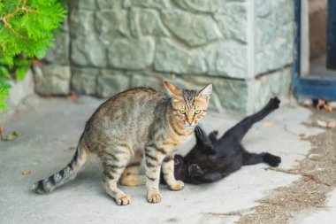 Sokak taş duvar arka plan üzerinde kahverengi ve siyah renk kediler. Pets içinde belgili tanımlık yarda. Kediler sokakta yürümek.