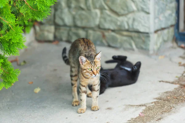 Straßenkatzen Braun Und Schwarz Auf Dem Hintergrund Der Steinmauer Haustiere — Stockfoto