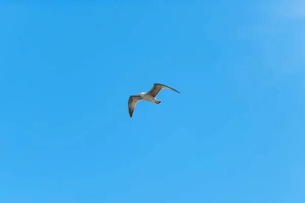 Eine Weiße Möwe Vor Blauem Himmel Ruhe Auf Der Krim — Stockfoto