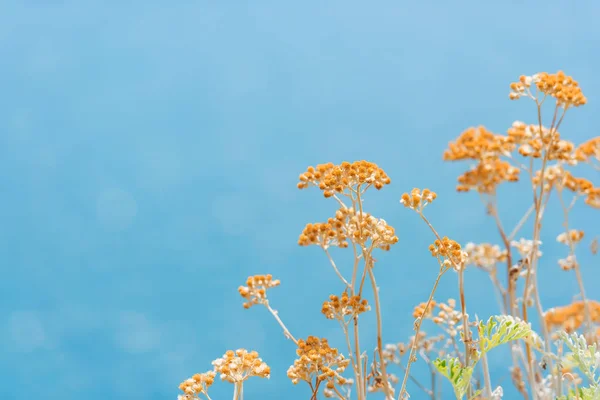 Flores Amarillas Sobre Fondo Azul Flores Secas Contra Cielo Hierba —  Fotos de Stock