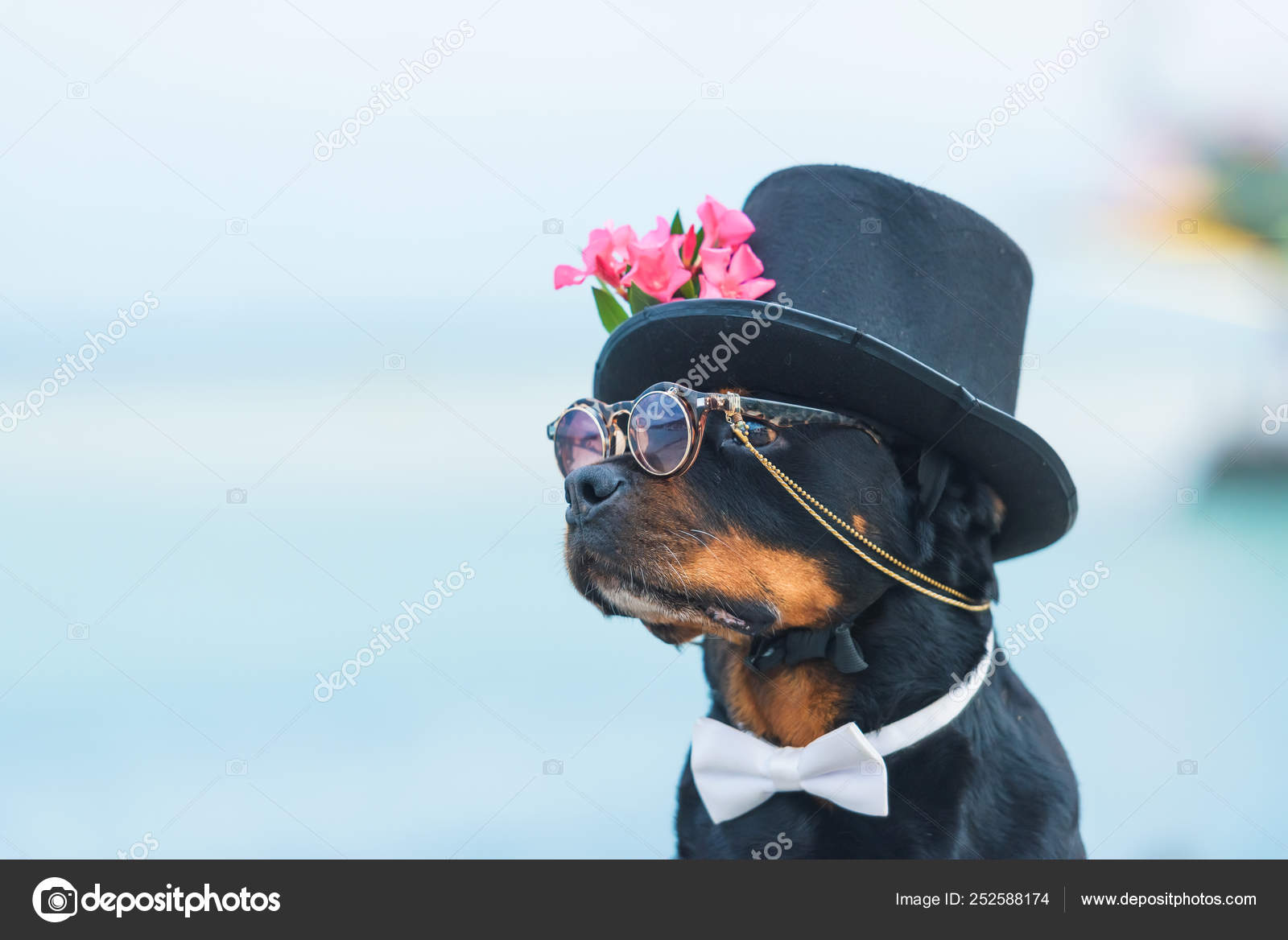 Black Dog Breed Rottweiler Dog Black Hat Glasses Background Sea