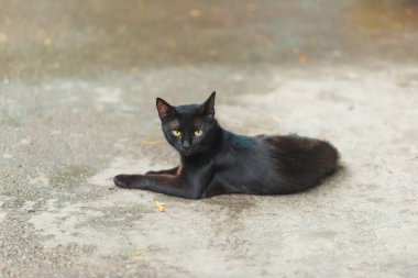 Siyah sokak kedi ıslak yolda yalan. Yeşil gözlü hayvan. Sokakta oturan kedi.