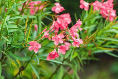 Dekoratif bitki pembe çiçekli. Şehir sokakları çiçekli dekorasyon. Yeşil yaprakları arka plan üzerinde pembe çiçek.