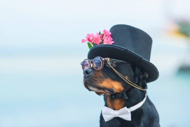 Siyah köpek doğurmak bir Rottweiler. Köpek siyah bir şapka ve deniz arka planda gözlük. Şapka pembe çiçeklerle süslenmiş. Evde beslenen hayvan.