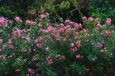 Pembe çiçekli çalı bitki. Bitkiler ile Çiçeklik. Pembe çiçek zakkum.
