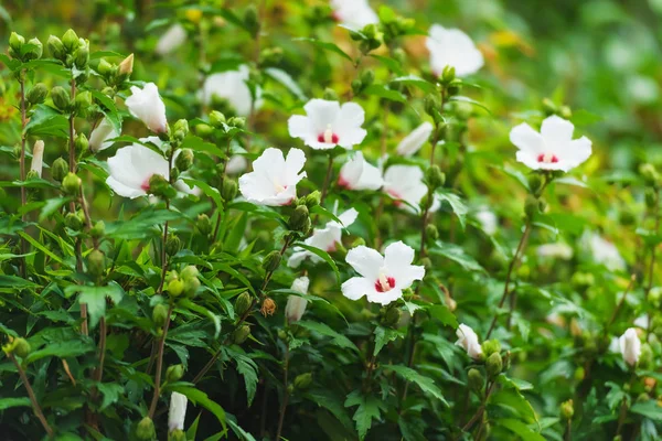 Strauchpflanze Mit Weißen Blüten Hibiskus Weiß Pflanzen Garten Große Blütenknospen — Stockfoto