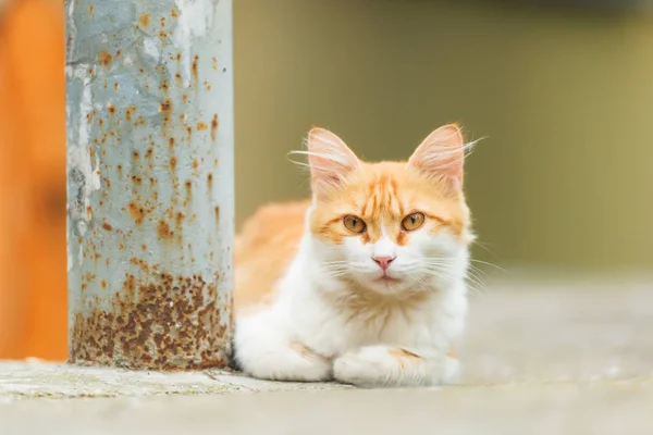 Červená Kočka Sedící Vedle Rezavé Kovové Tyče Pouliční Kočka Zvíře — Stock fotografie