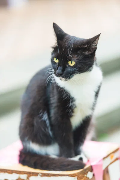 Gato Preto Branco Sentado Rua Visão Animal Gato Rua Olhos — Fotografia de Stock