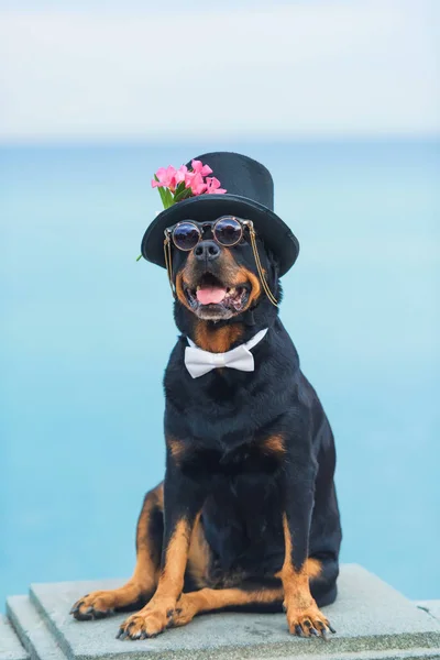 Black dog of breed a Rottweiler. Dog in a black hat and glasses on the background of the sea. Hat decorated with pink flowers. Pet.