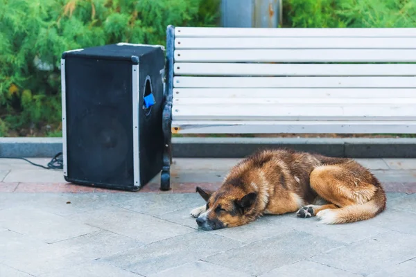 Street Brown Dog Lies Wooden Bench Animal Resting Sidewalk Wooden — Stock Photo, Image