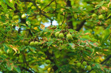 Kestane ağacı yeşil meyve ile. Süs bitkisi. Dal bitkilerin yaprakları ile. Dikenli meyvesi yuvarlak: kestane ağacı.