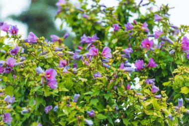 Bitkiler çalı türü. Pembe ve mor çiçek açan ve arka plan yeşil yaprakların üzerinde. Hibiscus Bahçe. Suriye gül.