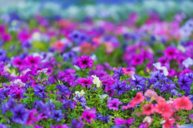 Dekoratif sokak Çiçeklik. Pembe ve mor çiçekler. Phlox Bahçe çiçek. Şehir sokaklarını çiçek yatak ile dekorasyon.