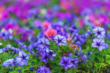 Dekoratif sokak Çiçeklik. Pembe ve mor çiçekler. Phlox Bahçe çiçek. Şehir sokaklarını çiçek yatak ile dekorasyon.