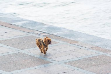 Küçük bir köpek gezinti yolu boyunca çalışır. Deniz kenarında bir köpek ile yürümek. Deniz kenarında Yorkshire Terrier.