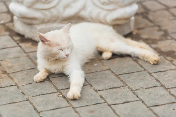 White Cat Lying Background Statue Sight Animal Street Cat Resting — Stock Photo, Image