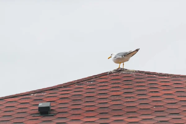 Möwen Sitzen Auf Dem Dach Rote Dachziegel Der Vogel Sitzt — Stockfoto