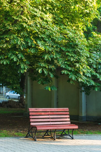 Chestnut tree with green fruits. Round prickly fruit of the chestnut tree. Wooden bench under a chestnut tree.