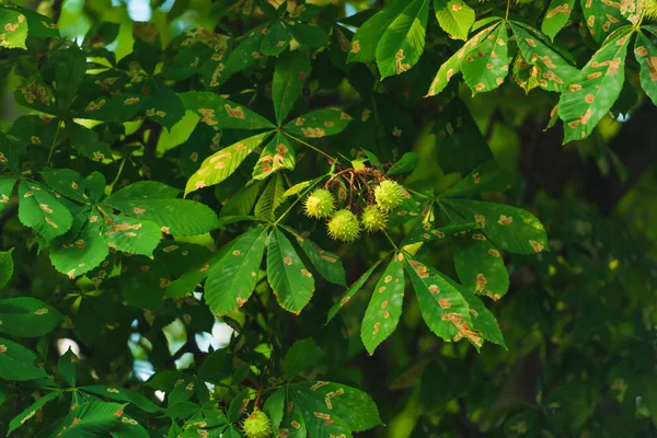 緑の果実と栗の木 観賞用植物 葉が付いている植物の小枝 栗の木の丸いとげのある果実 — ストック写真
