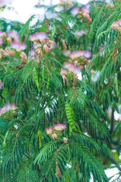 Kabarık Pembe Çiçekli Ağaç Dekoratif Bitki Albizia Lenkeran Akasya Pembe — Stok fotoğraf