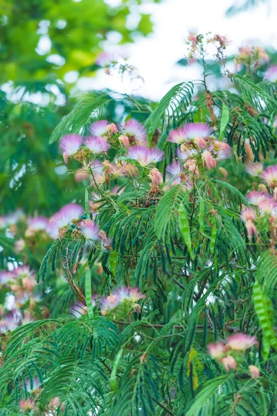 Kabarık Pembe Çiçekli Ağaç Dekoratif Bitki Albizia Lenkeran Akasya Pembe — Stok fotoğraf