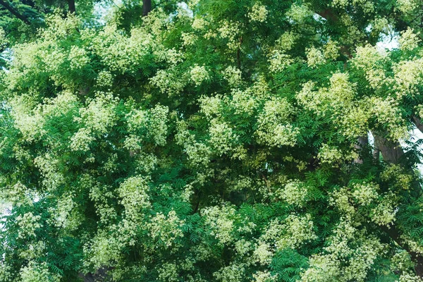 Baum Mit Weißen Blüten Zierpflanze Weiße Blüten Gegen Grüne Blätter — Stockfoto