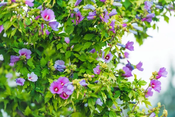 Rośliny Typu Krzew Różowe Fioletowe Kwiaty Tle Zielonych Liści Hibiscus — Zdjęcie stockowe