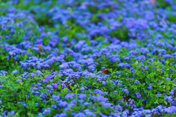 Уличная Клумба Голубыми Цветами Декор Сада Цветочная Кровать Парке Пейзаж — стоковое фото