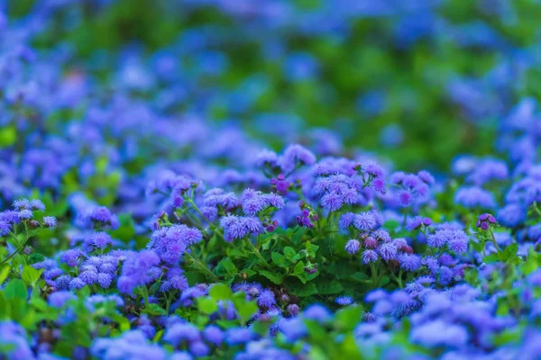 Street flower bed with blue flowers. Garden decor. Flower bed in the Park. Landscape design. Blue flowers of ageratum.