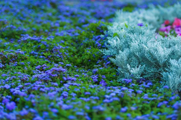 Street flower bed with blue flowers. Garden decor. Flower bed in the Park. Landscape design. Blue flowers of ageratum.