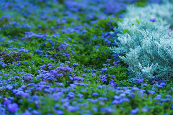 Street flower bed with blue flowers. Garden decor. Flower bed in the Park. Landscape design. Blue flowers of ageratum.