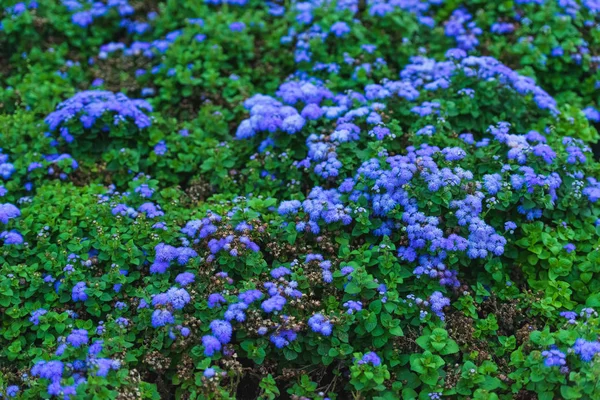 Street flower bed with blue flowers. Garden decor. Flower bed in the Park. Landscape design. Blue flowers of ageratum.