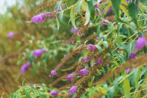 Piante Tipo Arbustivo Fioriture Rosa Viola Sullo Sfondo Foglie Verdi — Foto Stock