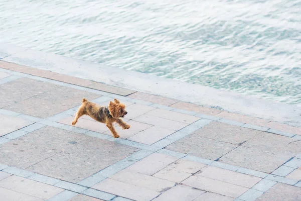 Small Dog Runs Promenade Walk Sea Dog Yorkshire Terrier Sea — Stock Photo, Image