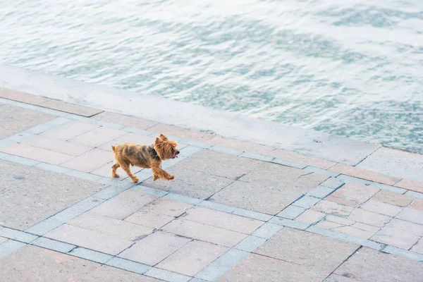 Liten Hund Springer Längs Strandpromenaden Vandra Vid Havet Med Hund — Stockfoto