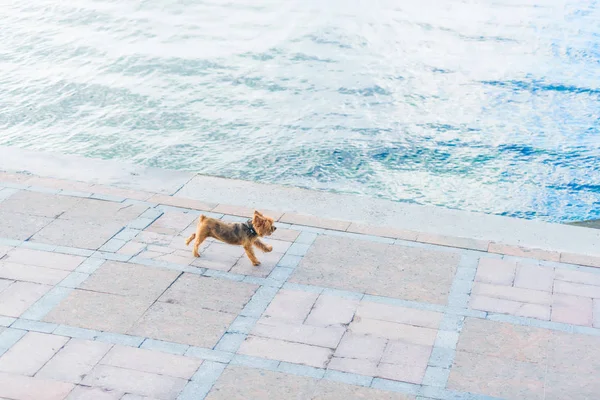Podél Promenády Vede Malý Pes Jděte Moři Psem Yorkshirský Teriér — Stock fotografie