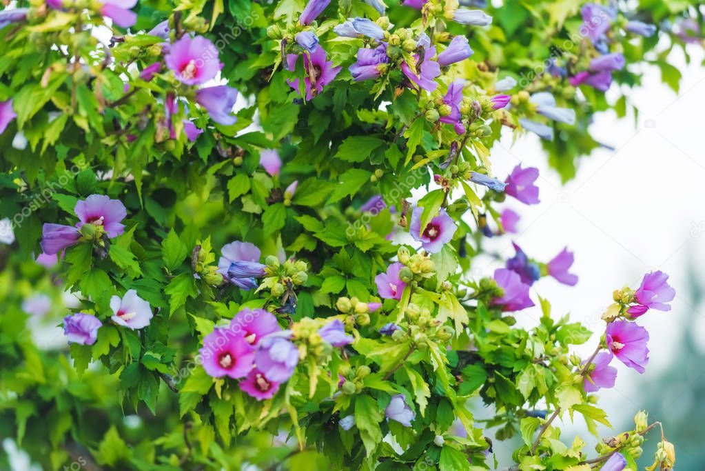 Plants of the shrub type. Pink and purple blooms on the background of green leaves. Hibiscus garden. Syrian rose.