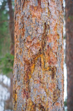 Kış orman. Çam ağacı reçine. Çam kabuğu zarar görmüş. İğne yapraklı bir bitki kabuğu yüzey dokusu.