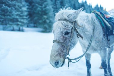 Atların kışın ormanda bir yürüyüş. Açık renk atların üzerinde deri dizginleri. Hayvanın yüzü anatomisi. Hayvanın yüzü kafasına bej yün.