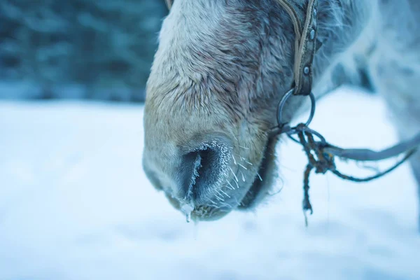 Horses on a walk in the woods in winter. Leather reins on the horses of light color. Anatomy of the animal's face. Beige wool on the head of the animal's face.