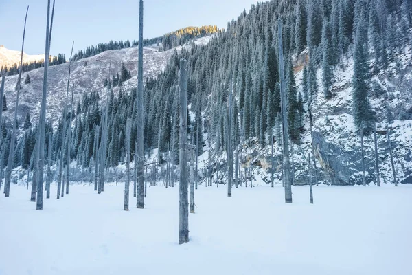 カザフスタンの Kaindy 木の幹と凍った湖 カザフスタン共和国の冬の観光事業 山の斜面は雪で覆われています 冬の山の中腹に小ぎれいにしなさい — ストック写真
