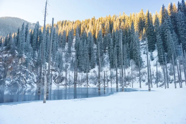 カザフスタンの Kaindy 木の幹と凍った湖 カザフスタン共和国の冬の観光事業 山の斜面は雪で覆われています 冬の山の中腹に小ぎれいにしなさい — ストック写真