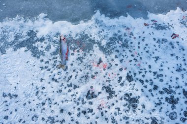 Buz balıkçılık bir dağ gölü. Donmuş gölün yüzeyinde Balık tutma. Buzda balık. Ölü balık balıkçılık için.