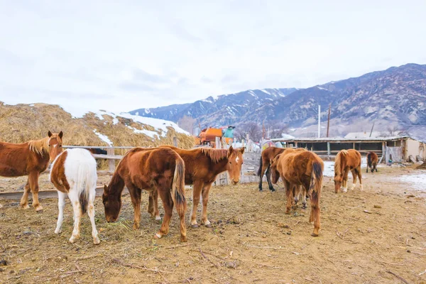 Equestrian household. Breeding horses in the mountains. Domestic horses in the paddock in winter. Animals in the pen.