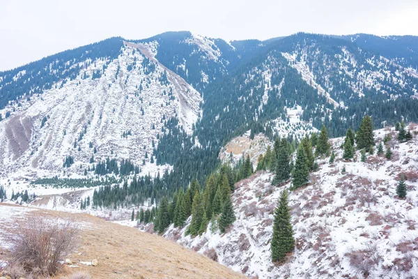 Las Laderas Las Montañas Están Cubiertas Nieve Spruces Las Montañas — Foto de Stock