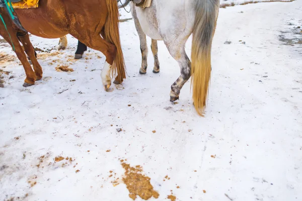 Horses on a walk in the winter. Metal studded horseshoes for horses. Animal tracks in the snow. Horse brown and white color.