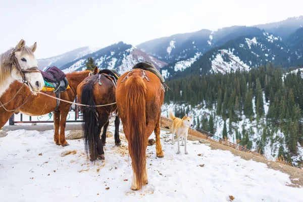 Horse rides on the lake Kolsai in Kazakhstan. Horses in national harness. Saddled horses in the mountains in winter. Equestrian sport in winter.