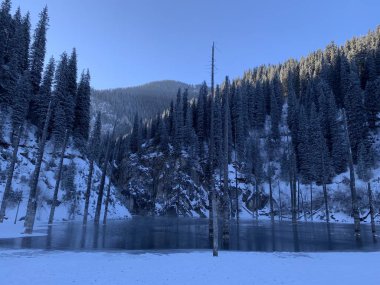 Kış aylarında Frozen Gölü Kaindy. Yağların bulunduğu dağların karla kaplı yamaçlarında. Donmuş bir gölde kuru ağaç gövdeleri. Doğada kış yürüyüşü.