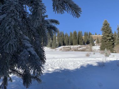 Karda köknar dalları. Yağların bulunduğu dağların karla kaplı yamaçlarında. Kışın doğada yürüyüş. Dağ yamaçlarında iğne yapraklı orman. Almatı bölgesinde Kolsay Gorge.